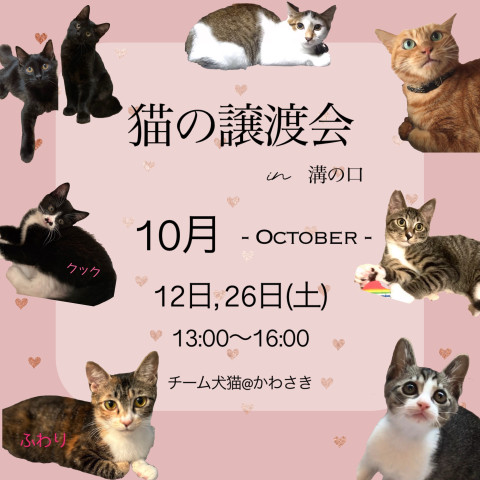 川崎市 猫ちゃんの譲渡会