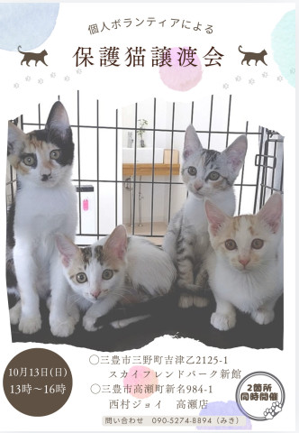 保護猫譲渡会