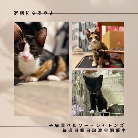 保護猫譲渡会