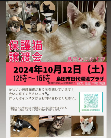 保護ねこ譲渡会　in　島田