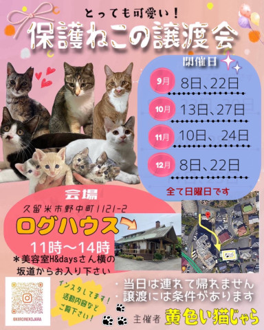 福岡県久留米市、猫の譲渡会