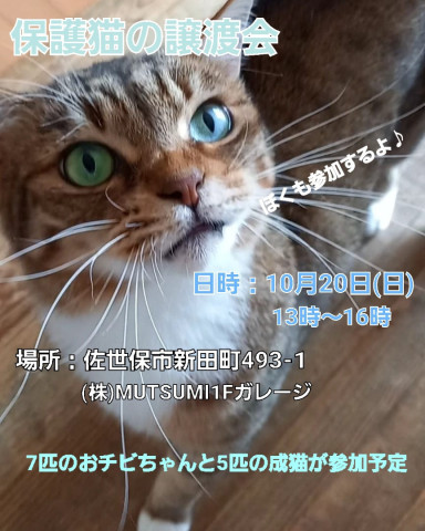 cream.mam 保護猫の譲渡会