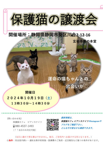 保護猫の譲渡会