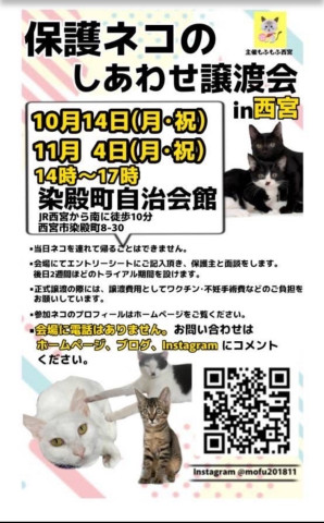 ほごねこの幸せ譲渡会