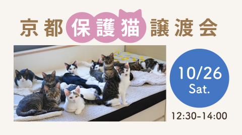 京都保護猫譲渡会