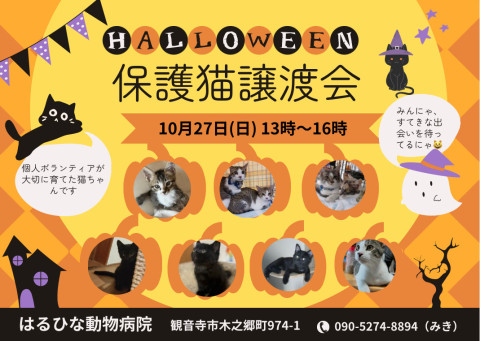 保護猫譲渡会