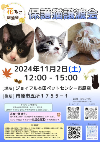 花ねこ譲渡会