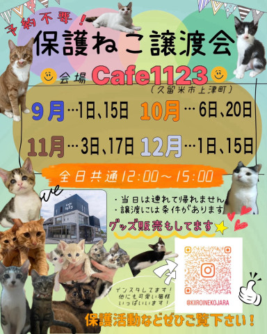 福岡県久留米市の猫の譲渡会