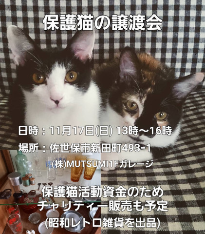 cream.mam 保護猫の譲渡会