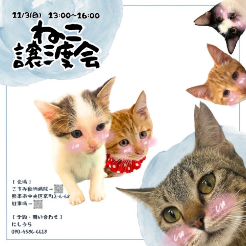 保護猫譲渡会