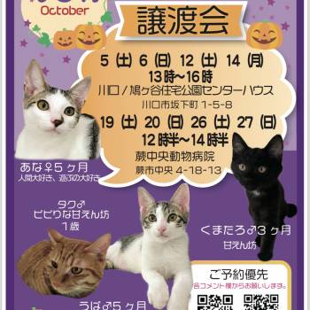 猫の譲渡会掲示板