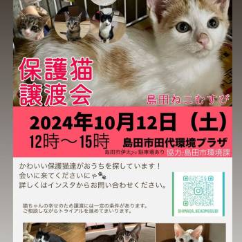 猫の譲渡会掲示板