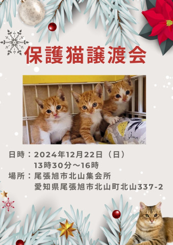 保護猫譲渡会