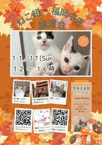 ねこ組 福岡中央譲渡会