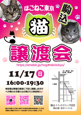 ほごねこ東京譲渡会in駒込【夕方開催】