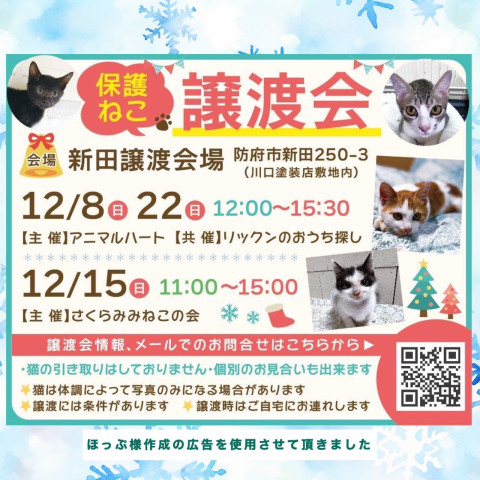 保護ねこ譲渡会