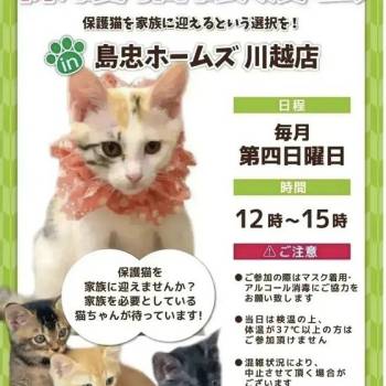 猫の譲渡会掲示板