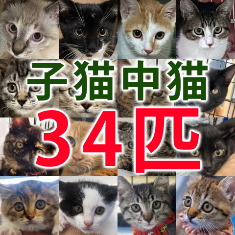 子猫の譲渡会34匹！愛知県みよし市！