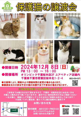 保護猫の譲渡会