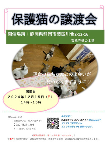 2024年最後の保護猫の譲渡会