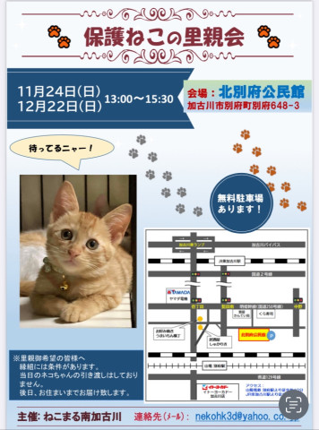 12/22今年最後の保護ねこの里親会