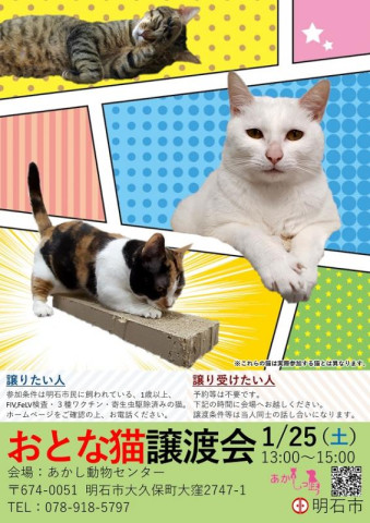 おとな猫譲渡会㏌あかし動物センター