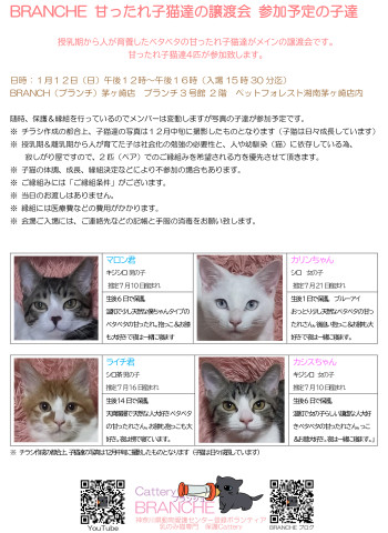 BRANCHE 甘ったれっ子猫達の譲渡会㏌茅ヶ崎