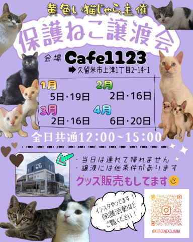 福岡県久留米市　猫の譲渡会