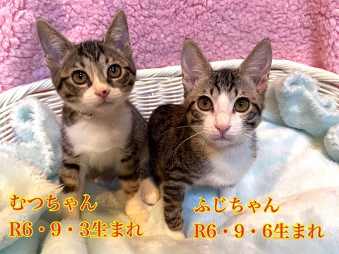 待ちねこ譲渡会　