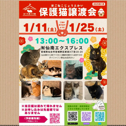 保護猫譲渡会