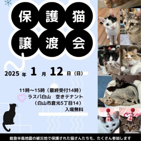 【ののいちにゃんこのおうち】猫の譲渡会