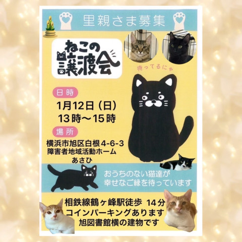 保護ねこ譲渡会in横浜市旭区