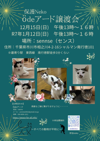 保護猫　Ödeアード譲渡会