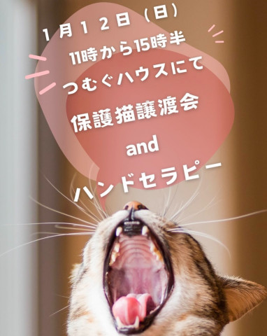 ねこマンマ保護猫譲渡会