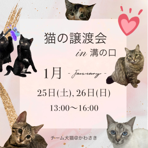 ねこちゃんの譲渡会