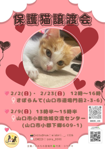 保護猫譲渡会　in山口市さぽらんて