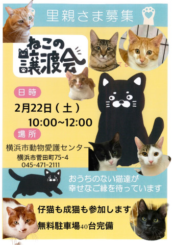 保護ねこ譲渡会in横浜市動物愛護センター