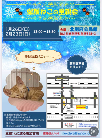 1/26保護ねこの里親会