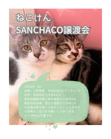 ねこけんSANCHACO譲渡会