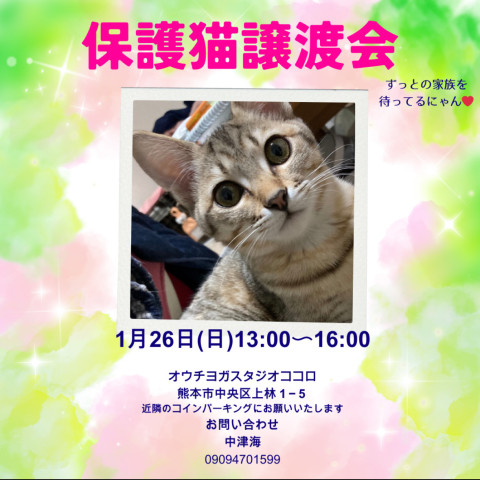 1/26（日）保護猫譲渡会