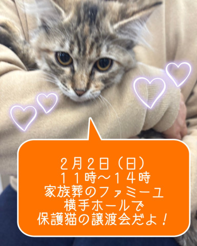 😺抱っこOK！触れ合いOK！保護猫の譲渡会😸