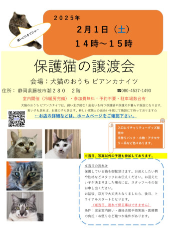 保護猫の譲渡会