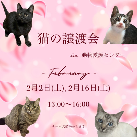 ねこちゃんの譲渡会