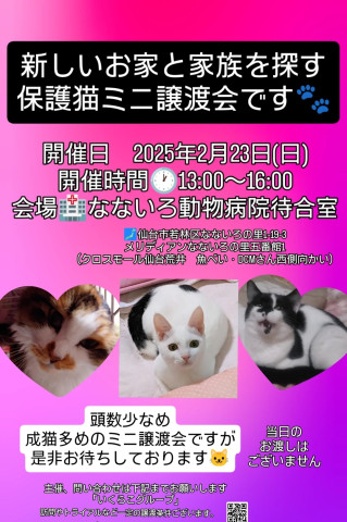 新しいお家と家族を探す保護猫ミニ譲渡会！