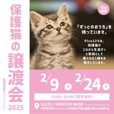 Pico22保護猫の譲渡会