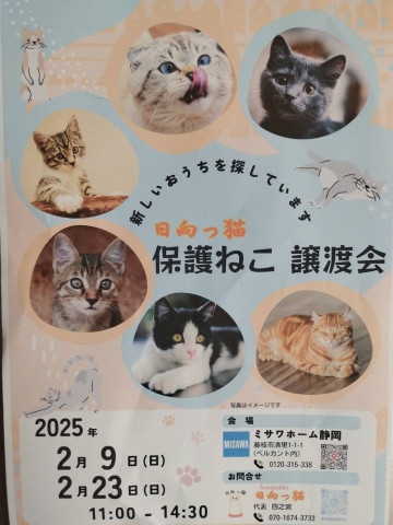 ミサワホーム静岡in日向っ猫譲渡会