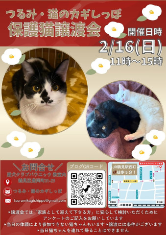 つるみ・猫のカギしっぽ譲渡会２月１６日（日）JR鶴見駅西口徒歩5分