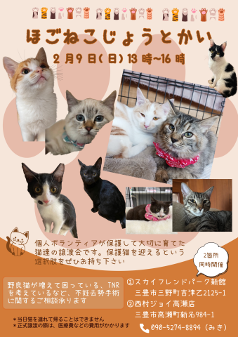 保護猫譲渡会