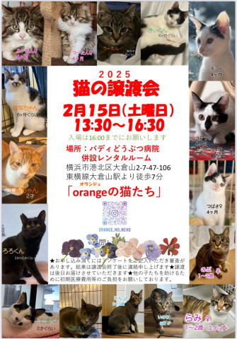 orangeの猫たちin横浜大倉山