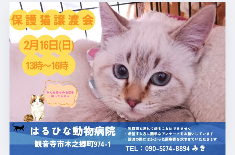 保護猫譲渡会